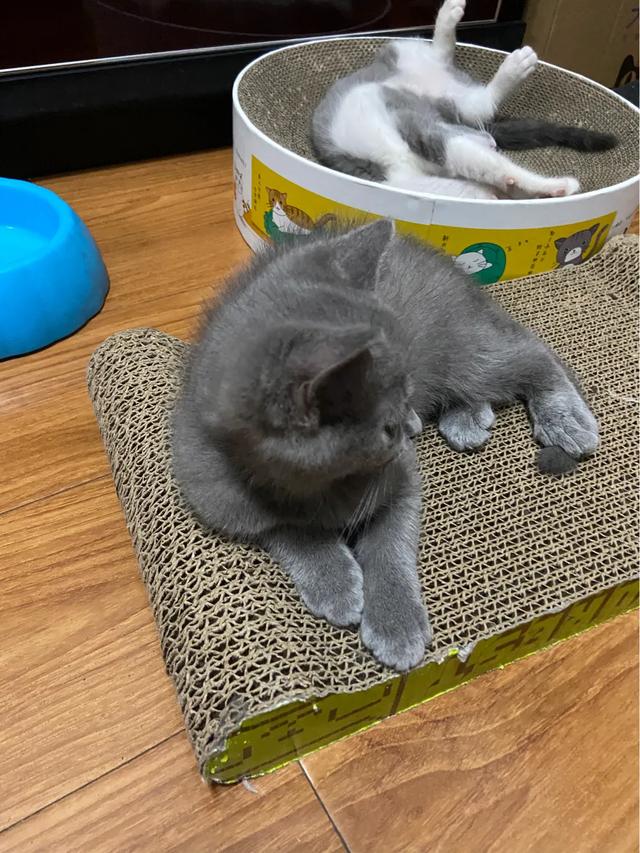 蓝猫:想养一只蓝猫，在哪里买合适？