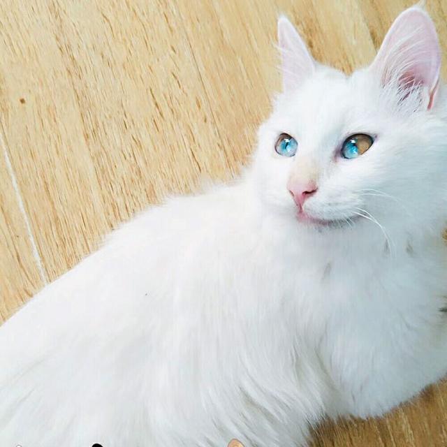 伟嘉干粮可以给猫长期吃吗:猫咪一直吃猫粮可以吗？为什么？