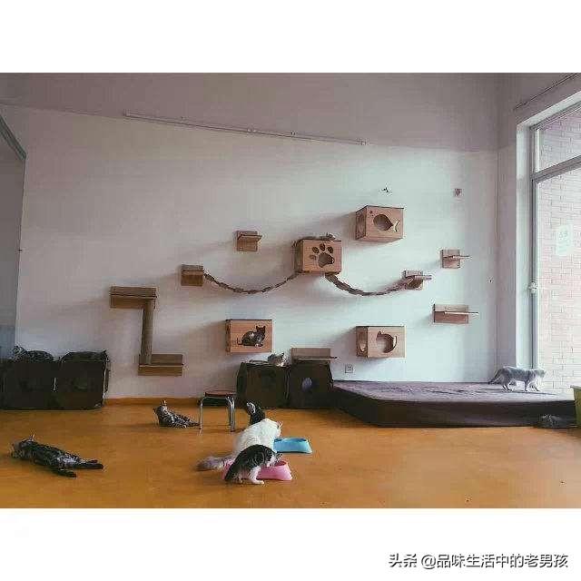 猫舍和宠物店区别:家庭猫舍和宠物店的区别 大家都有养宠物么？猫与狗你们会选择哪个作为宠物呢？
