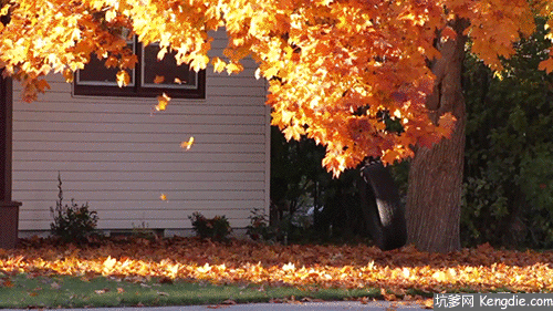 叶子的离去是风的追求还是树的不挽留