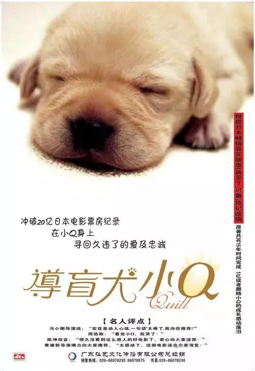 导盲犬小q是什么狗:关于犬的都有什么电影和电视剧？