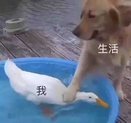 适合发<a href=https://maguai.com/list/256-0-0.html target=_blank class=infotextkey><a href=https://maguai.com/list/256-0-0.html target=_blank class=infotextkey>朋友圈</a></a>的图片<a href=https://maguai.com/list/39-0-0.html target=_blank class=infotextkey><a href=https://maguai.com/list/39-0-0.html target=_blank class=infotextkey>搞笑</a></a>:你见过最<a href=https://maguai.com/list/39-0-0.html target=_blank class=infotextkey><a href=https://maguai.com/list/39-0-0.html target=_blank class=infotextkey>搞笑</a></a>的图片是什么？