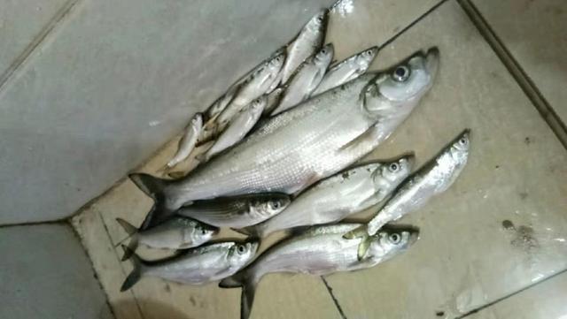 大钩扯旗鱼咬别的鱼吗:翘嘴鱼该怎么钓？如何钓？能具体说说么？