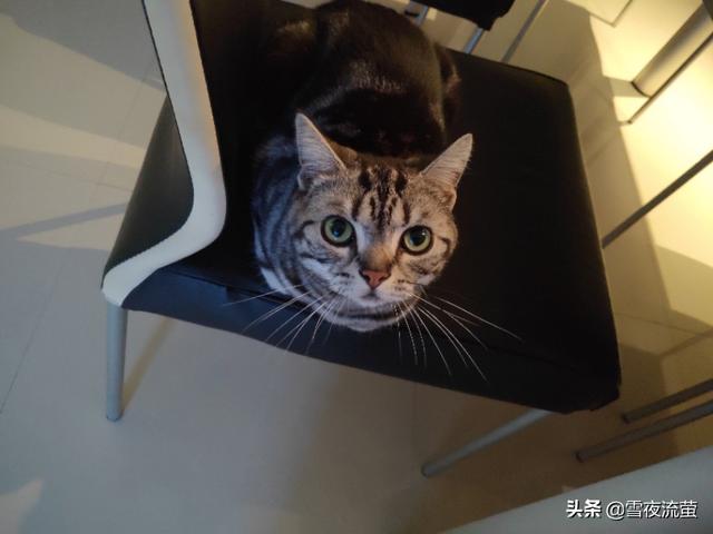 朋友说这是美短鱼骨纹,我看着像狸花猫,这到底是什么？