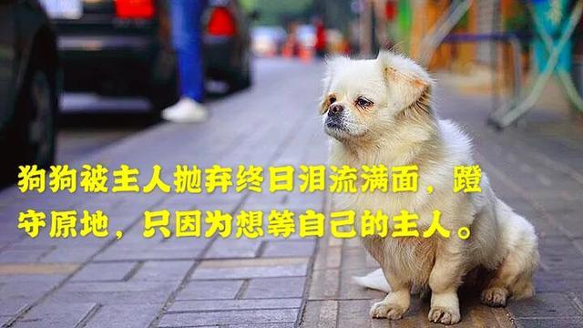 狗:养大型狗和小型狗有什么区别？