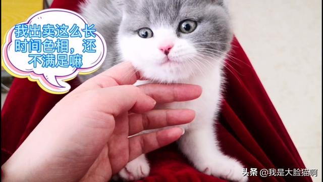 俄罗斯蓝猫系列明信片:家里有一只蠢蠢的蓝猫是种怎样的体验？