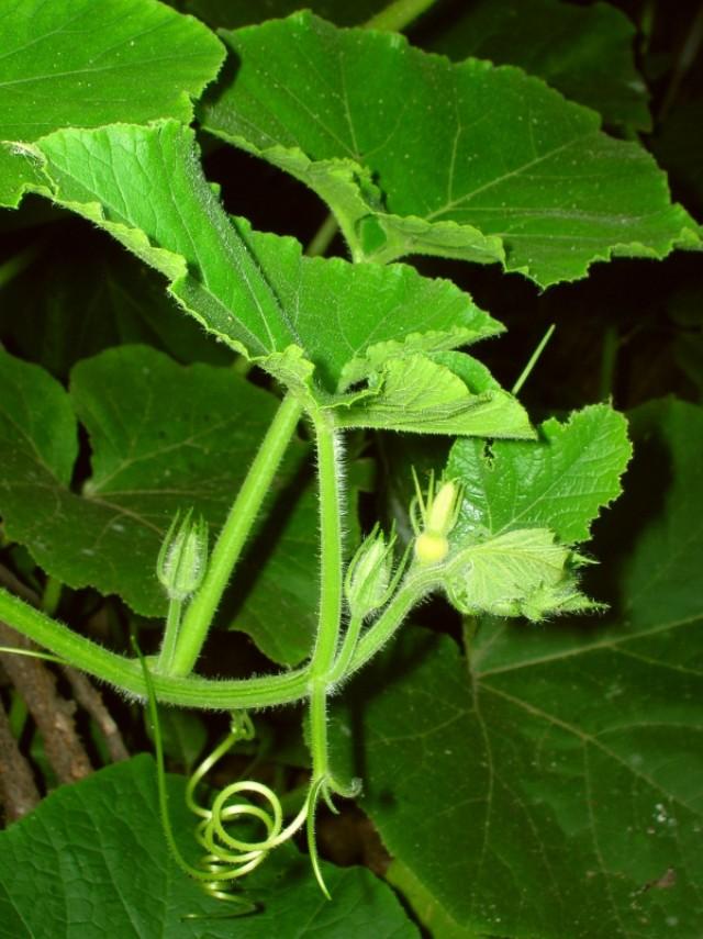 植物必需的营养元素:植物必需的营养元素有哪些？