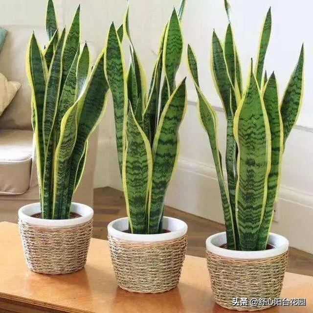 屋内长期适合种什么植物 舒心阳台花园的回答 头条问答