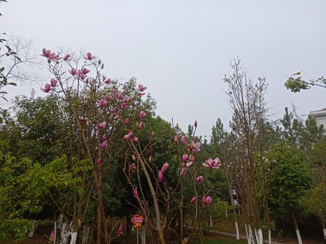 杨可凡:“婚姻中，别试图征服对方，好的夫妻，一辈子都互相迁就”怎么看