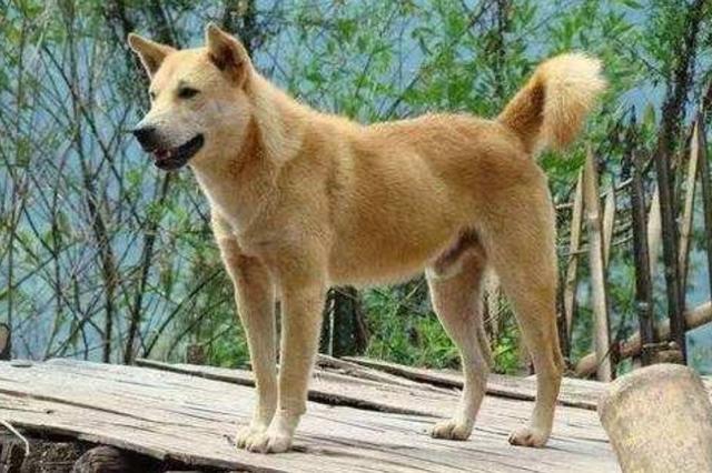 中华田园犬图片:中华田园犬到底有多忠诚？