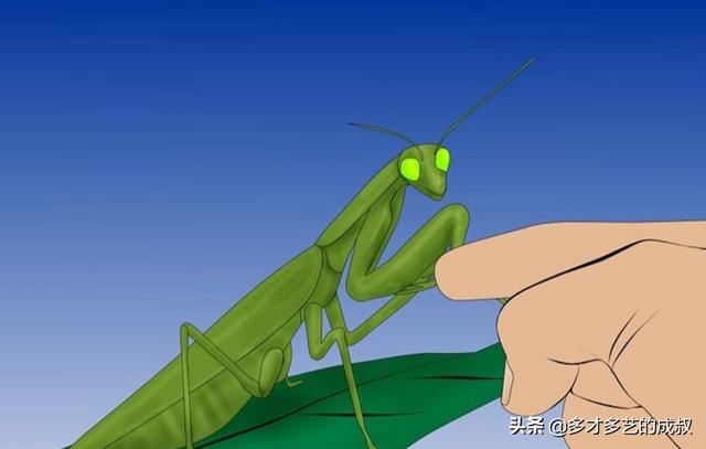螳螂吃什么东西长大:为什么螳螂的肚子里都有一根铁线虫，没有螳螂就活不了吗？