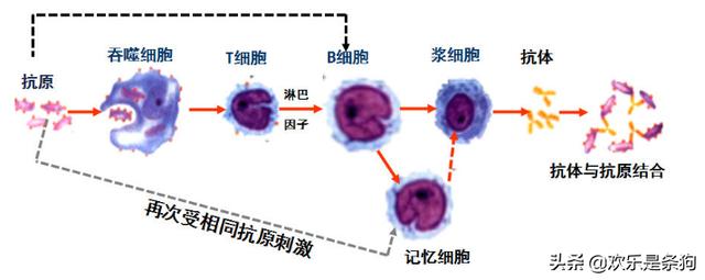 犬打:先给狗狗打了狂犬疫苗，再给狗狗打犬瘟疫苗可以吗？注意什么？