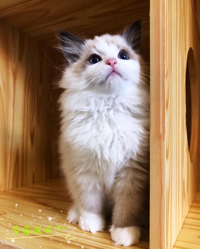 为什么布偶猫价格这么高,却还是这么多人养呢？