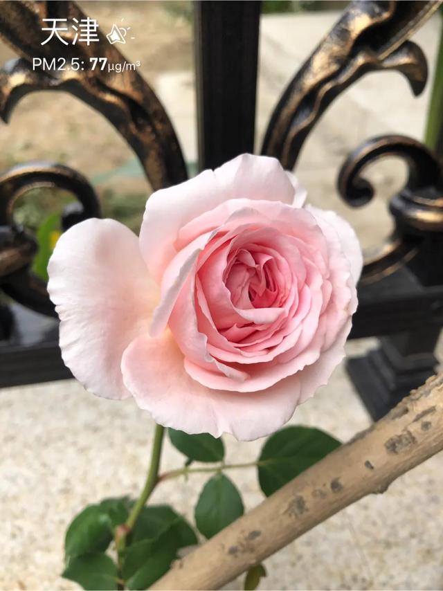 最香的几款月季品种是什么？插图1