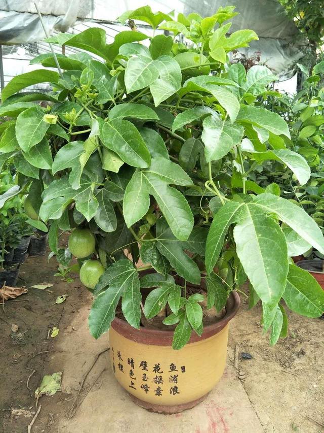 百香果是什么季节的水果,现在这个季节适合种百香果吗？