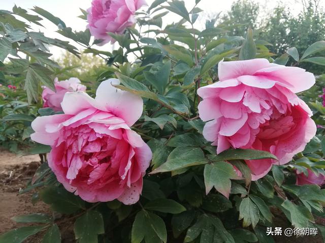 头条问答 - 牡丹是山东省的省花吗?为什么?(8个回答)