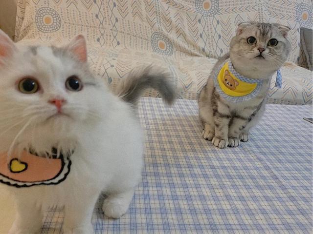 折耳虎斑猫的特点:猫猫耳朵很小，是折耳猫吗？如何辨别呢？