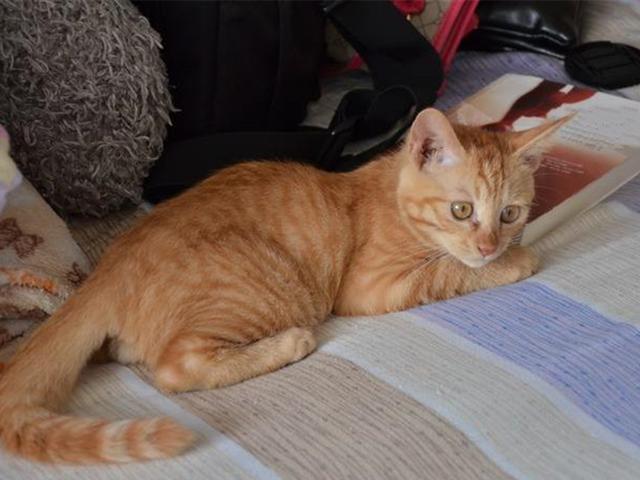 猫救小主人:猫咪新到家如何避免应激反应？ 猫救小主人电影