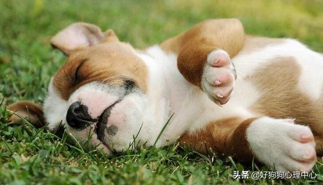 狗狗多久换成犬粮食:狗狗换新粮食应该怎么换，大概怎么个过程？