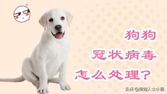 中国犬业信息网:为什么中华田园犬不能当警军犬？