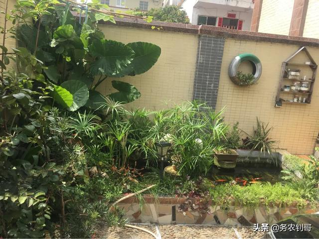 水生动物隔离池:庭院小鱼池流水养鱼要过滤吗？