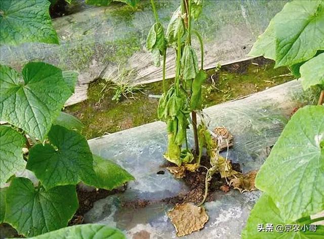 四季海棠茎腐病怎么治:黄瓜种植后长到7一8个叶子有了根腐病怎么治好？