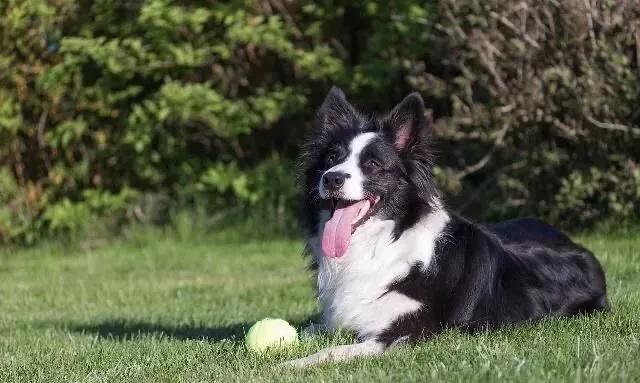 伯恩山犬和边牧:为什么德牧能当军警犬，而边牧不行？