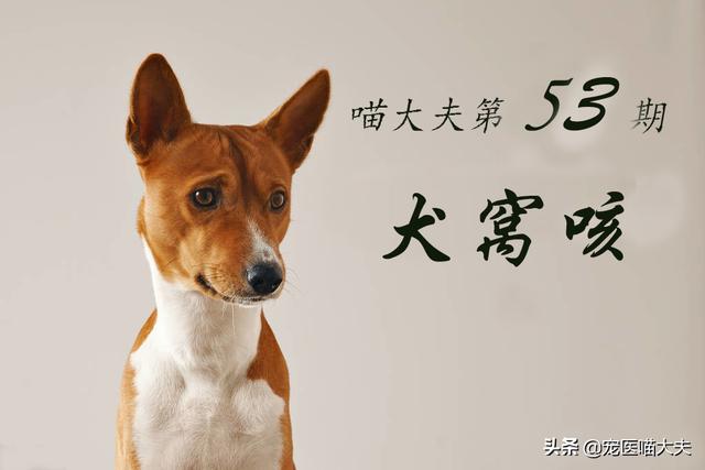 图文 犬窝咳不就是狗感冒 但是传染性极强 主人要懂得预防 狗狗犬窝咳 Www Chongwu56 Com