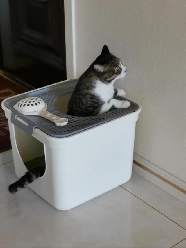 你什么时候被猫的智商震惊了？插图29