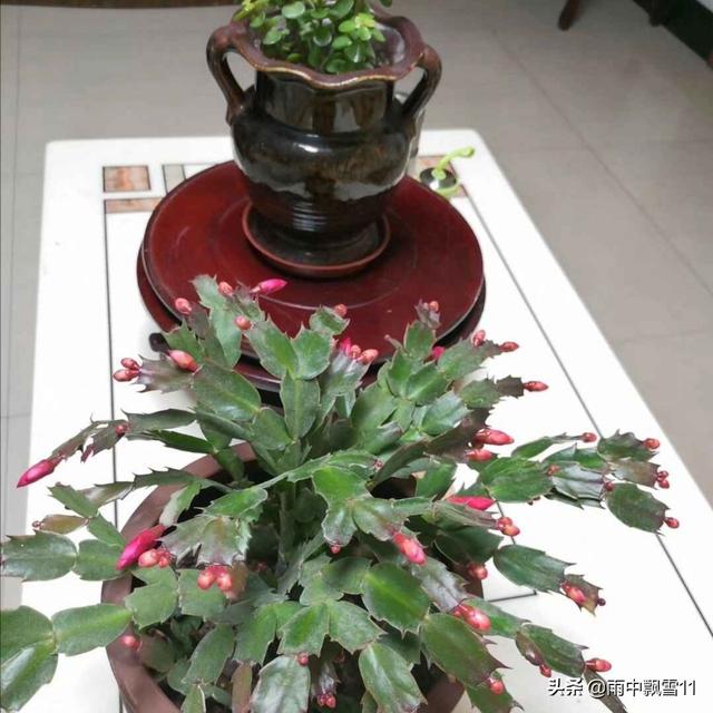 量天尺干瘪:量天尺干瘪怎么办 万能的条友们，我养的蟹爪兰总是干瘪瘪的，是怎么回事？
