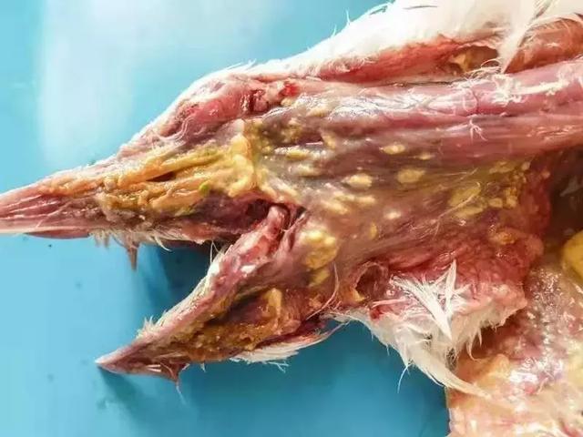 猫滴虫病的症状:猫感染弓形虫有什么症状？