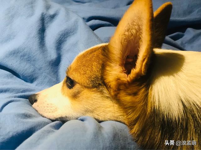 关于小狗的资料有哪些:想要挑到好狗狗，有什么小技巧？