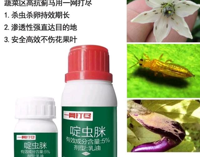 绝育黄瓜会开花吗:为什么黄瓜开花只有母花，没有公花？