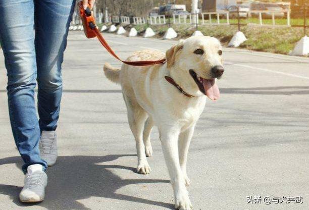 拉布拉多犬图片大全:拉布拉多犬的工作能力怎么样？