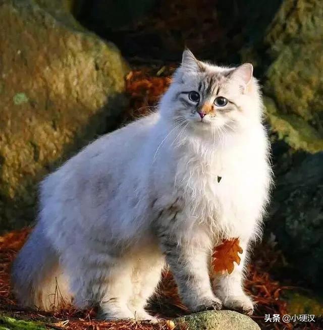 西伯利亚森林猫:西伯利亚森林猫喂什么猫粮好？