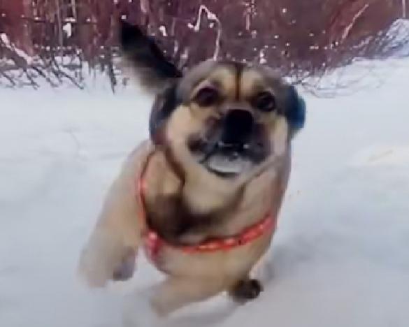 宠物狗的品种及图片柯基:柯基犬把你当妈妈，会有哪些表现？ 宠物狗柯基图片大全