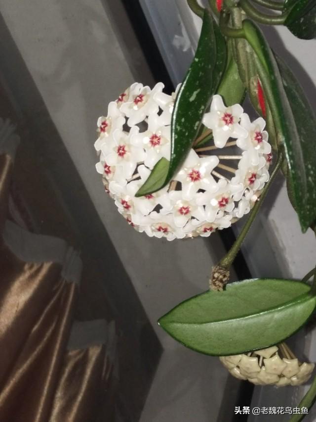 头条问答 - 球兰有花梗怎么不开花?(36个回答)