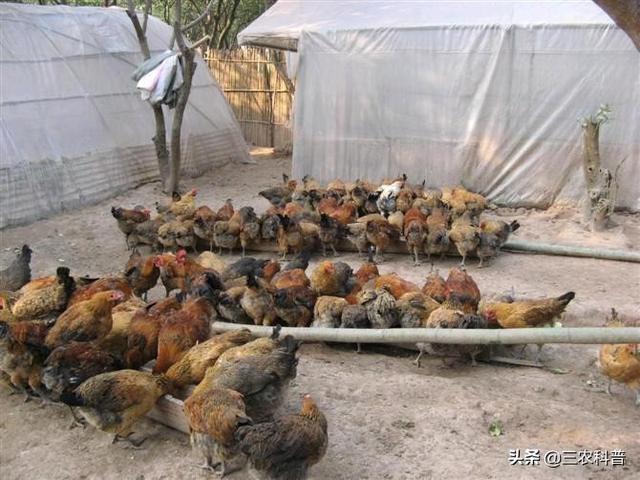 不愁销路的小型加工厂:农村有房有地，种药材，搞养殖，办农产品加工厂，哪个风险小？