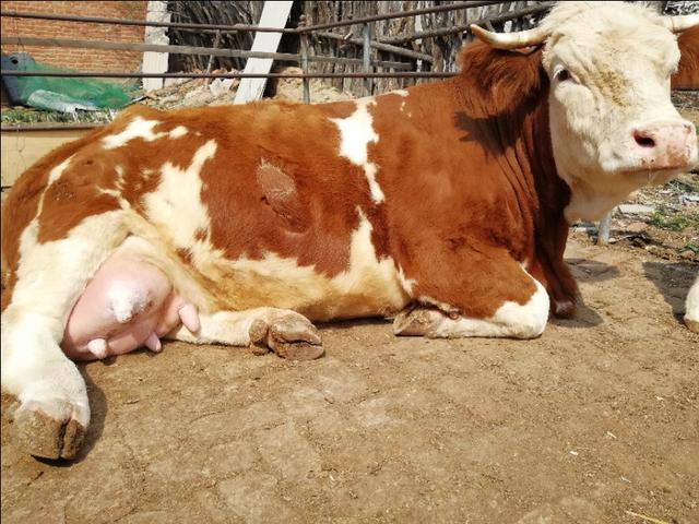 母牛回奶打青霉素有效果吗