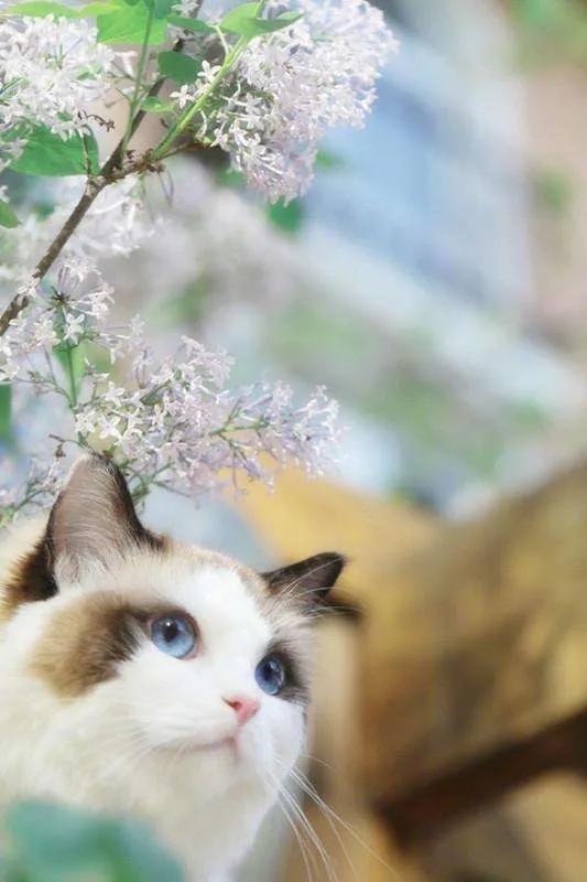 布偶猫吧 很瘦:布偶的胃是不是特别娇贵啊，注意什么？ 布偶猫很瘦怎么办