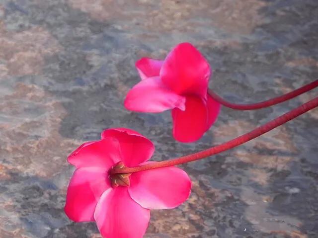 兔耳花的养殖方法:我养殖的兔子花开花少，该怎么办？