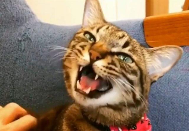 头条问答- 我被自家的健康的猫咬出血了，要打疫苗吗？(16个回答)