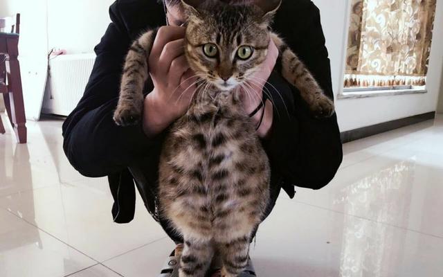 猫看见死亡的双眼剧情:猫可以预知死亡，是真的吗？