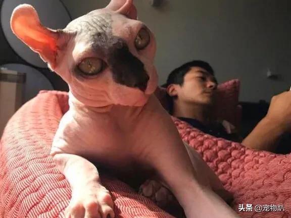 萌猫红小胖万多福开心果幕后花絮:你知道哪些明星，在家养有什么样的宠物呢？