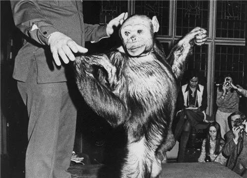 狗狗国外网站大全人猿杂交:作为六畜中最早出现的物种，汪星人是何时开始被人类驯养的？