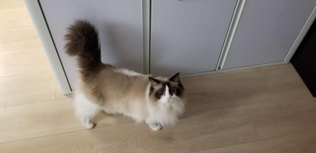 猫瘟用过的东西:家里猫咪猫瘟治愈了想给它找个伴，怎么样才能接新的猫咪回家？