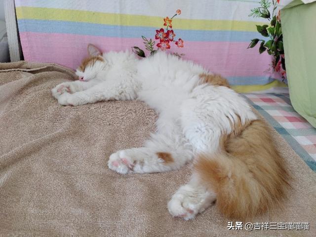 养一只电子宠物猫吧:养猫为什么会上瘾？明明已经有两只了，为啥还想再养？ 电子宠物猫app