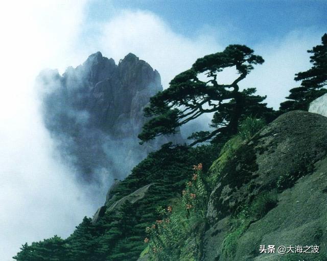 黄山奇松介绍:挂在悬崖峭壁上的黄山十大名松！指的是那十大名松？因什么得名？