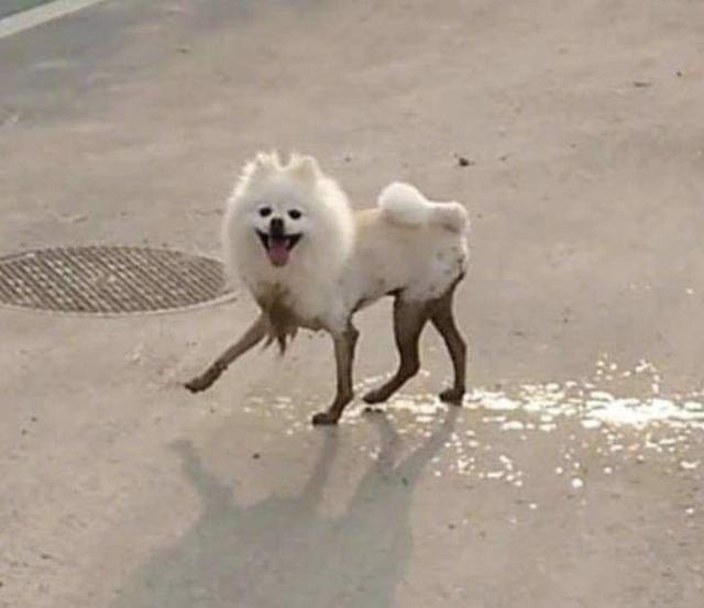 萨摩耶犬图片:萨摩耶有哪些特别令人头疼的地方？ 萨摩耶狗狗图片