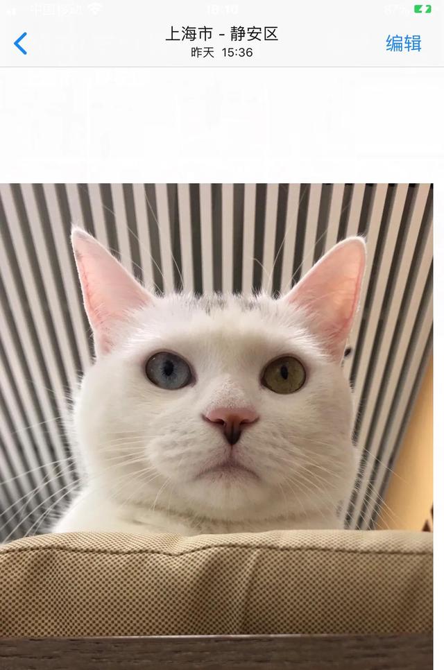 水煮活猫的新闻视频:把一只刚出生的小奶猫一直养大是什么感觉？